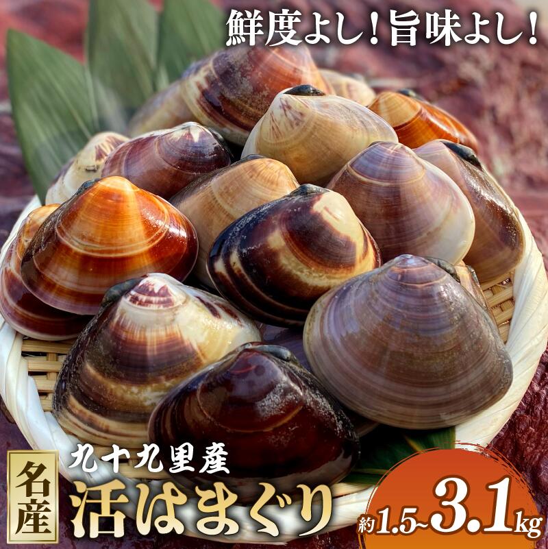 【某TV番組で全国1位になった 大粒 活 はまぐり 】 大粒活はまぐり 活はまぐり 約 1.5kg 約 2kg 約3.1kg 九十九里産 国産 貝 大はまぐり 砂抜き 魚 水産 海鮮 贈答 ギフト プレゼント 九十九里 魚介類 送料無料 旭 飯岡ヤマイチ水産-大納屋- 千葉県 旭市