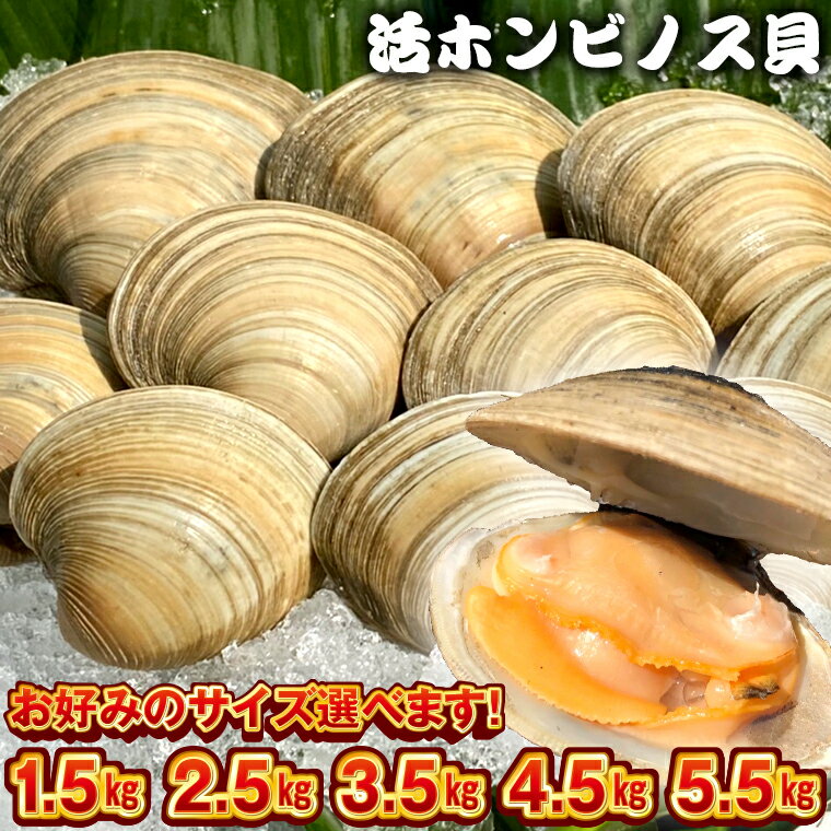 貝 ホンビノス おすすめ 白はまぐり あさり 計1.5kg 2.5kg 3.5kg 4.5kg 5.5kg S M L LL 冷蔵 魚介 海鮮 シーフード 国産 浜焼き BBQ バーベキュー アウトドア キャンプ 漁師直送 産地直送 クラムチャウダー パスタ 天ぷら 酒蒸し 容量 サイズ選べます