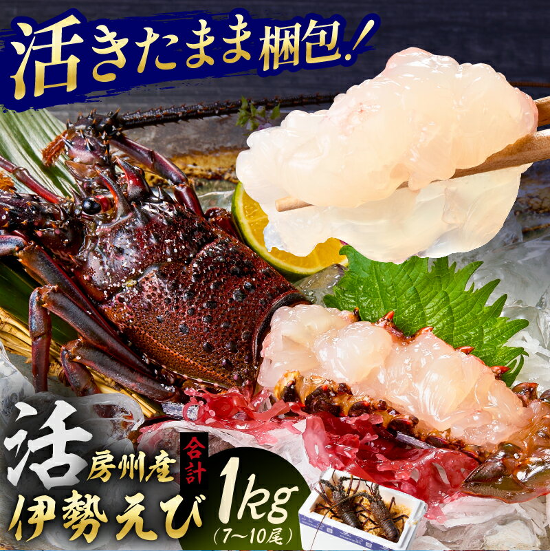 活★房州産伊勢えび(房州海老)総量 1kg【おがくず梱包】 千葉県 南房総市 水揚げ 天然 ボイル 刺身 味噌汁 名物 食品 お取り寄せ グルメ 新鮮 鮮度 海の幸 魚介 海鮮 送料無料