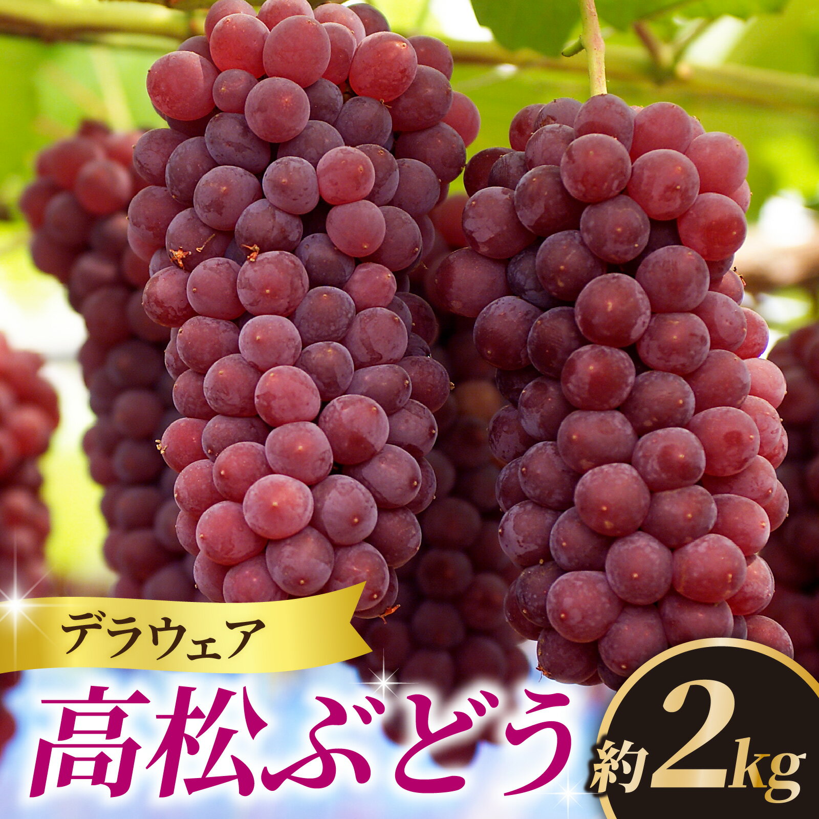 【先行予約】高松ぶどう デラウェア 約2kg入り(およそ9~10房) 1箱【2026年収穫分】【能登半島地震復興支援】 | デラウエア デラウェア ぶどう ブドウ 葡萄 フルーツ 果物 果実 くだもの 人気 種なし 種無し グレープ 石川産 石川県産 かほく市産 夏
