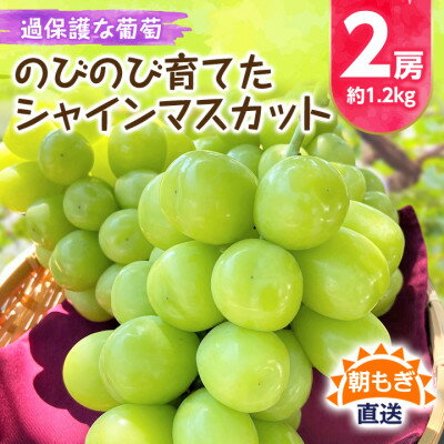《2026年発送 先行予約》朝もぎ直送!!過保護に育った葡萄『のびのび育てたシャインマスカット』2房【配送不可地域:離島】【1363897】