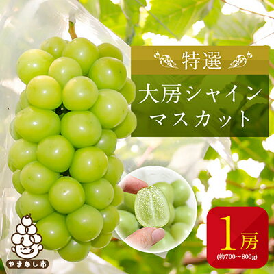 【2026年発送】特選大房シャインマスカット1房(約700~800g) ふるさと納税_ ふるさと納税 フルーツ 果物 くだもの マスカット ブドウ ぶどう 葡萄 ふるさと 人気 山梨 山梨県 送料無料【配送不可地域:離島・沖縄県】【1021827】