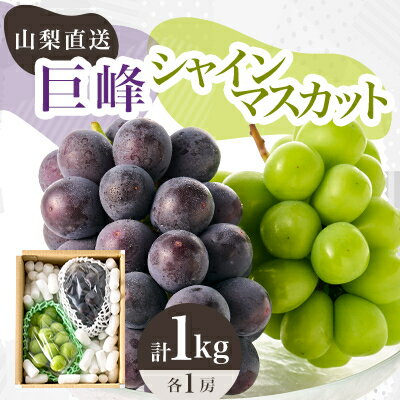 【2026年先行予約】シャインマスカット 巨峰 2種セット 大人気ぶどう2種盛り合わせ計1kg以上_ ふるさと納税 ふるさと ブドウ 葡萄 マスカット フルーツ 果物 くだもの 食べ比べ 詰め合わせ 人気 美味しい 山梨県 山梨市【配送不可地域:離島】【1296211】