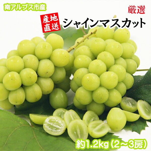 <2026年発送先行予約> 厳選!南アルプス市産 シャインマスカット 約1.2kg(2〜3房) ふるさと納税 シャインマスカット 葡萄 ぶどう 果物 フルーツ おすすめ 山梨県 南アルプス市 送料無料 ALPDD009