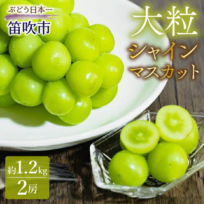 【2026年発送★先行予約】シャインマスカット(約1.2kg 2房) ふるさと納税 シャインマスカット 大粒 笛吹市 国産 人気 期間限定 ぶどう ブドウ 葡萄 旬 果物 フルーツ 山梨県 送料無料 010-008