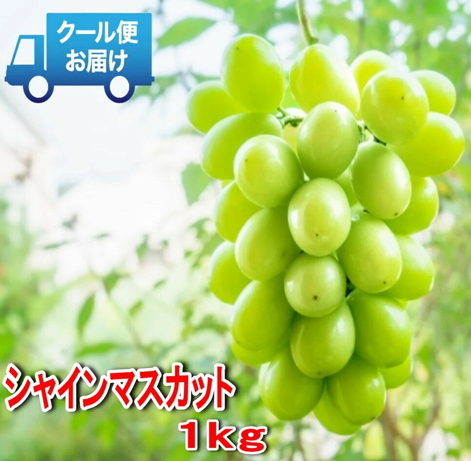 【2026年発送★先行予約】安心のクール便発送 収穫当日に産地直送 シャインマスカット 1kg (2房) ふるさと納税 人気 おすすめ ランキング シャインマスカット 国産 人気 期間限定 ぶどう ブドウ 葡萄 旬 果物 フルーツ 山梨県 笛吹市 送料無料 179-001