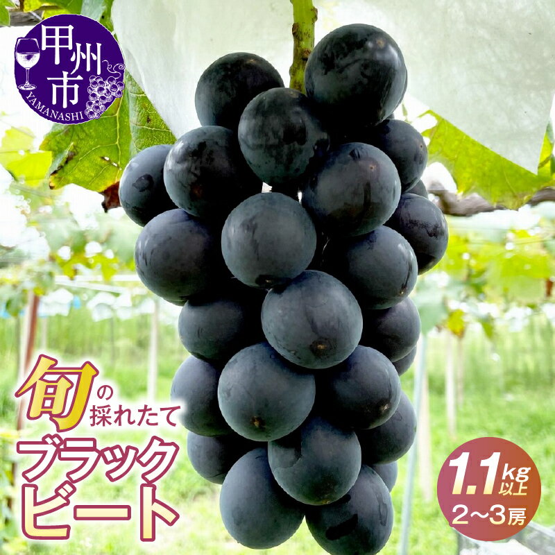 ぶどう ブラックビート 2026年 先行予約 選べる 発送年 希少品種 レア 1.1kg以上 2~3房 黒ぶどう フルーツ 果物 黒系 ブドウ 甘い 大きい 果実 くだもの 数量限定 期間限定 葡萄 産地直送 人気 山梨県 甲州市 8月 9月 発送 (HO) 【B12-146】