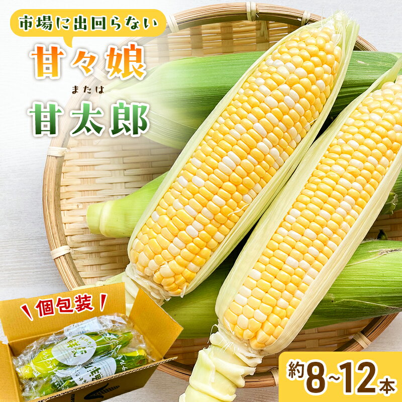 とうもろこし 先行予約 甘々娘 または 甘太郎 約8~12本 春のテルもろこし 個包装 レンジ調理 レンチン 野菜 夏 旬 冷蔵 冷蔵配送 静岡 静岡県 浜松市 6月下旬頃より順次発送 配送不可:離島 お届け:2026年6月下旬〜2026年8月上旬予定