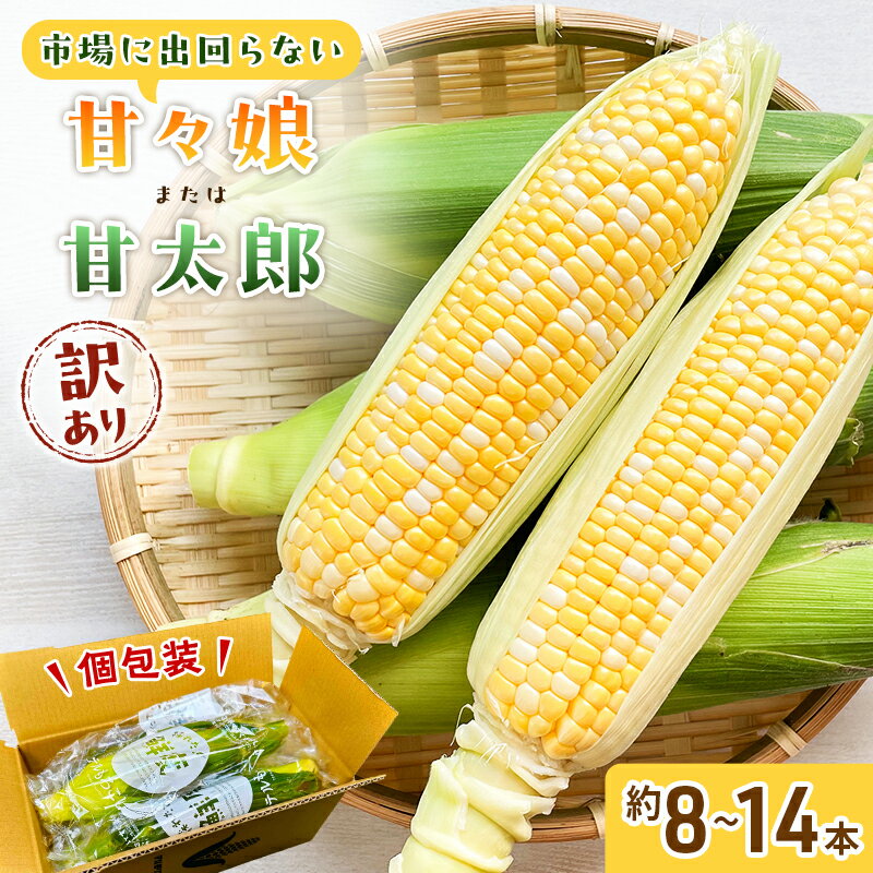 訳あり とうもろこし 先行予約 甘々娘 または 甘太郎 約8本~14本 家庭用 テルもろこし 先端カット済 個包装 レンジ調理 レンチン 旬 冷蔵配送 静岡 浜松市 2026年6月下旬頃より順次発送 配送不可:離島 お届け:2026年6月下旬〜2026年8月上旬予定