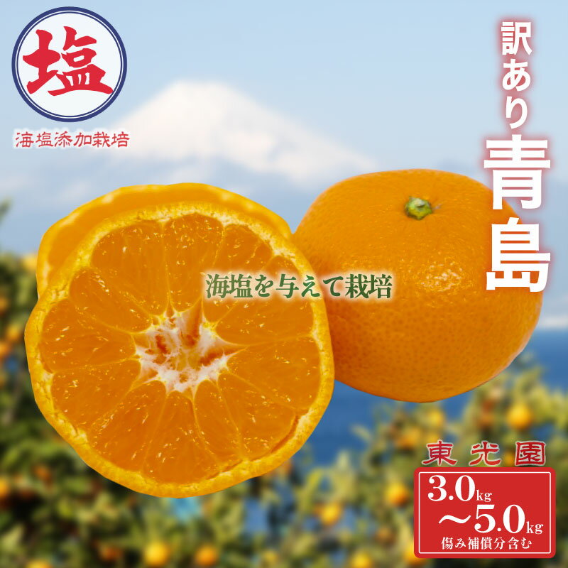 海塩 を与えて栽培した 青島みかん 予約受付 12月下旬 順次発送 訳あり 青島 みかん 計 3kg ~ 5kg 傷み補償分 200g 含む 蜜柑 柑橘 西浦 みかん オレンジ 果物 フルーツ 沼津市 静岡県
