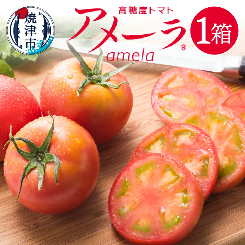 トマト 野菜 焼津 アメーラトマト 高糖度 産地 直送 化粧箱入 a10-371