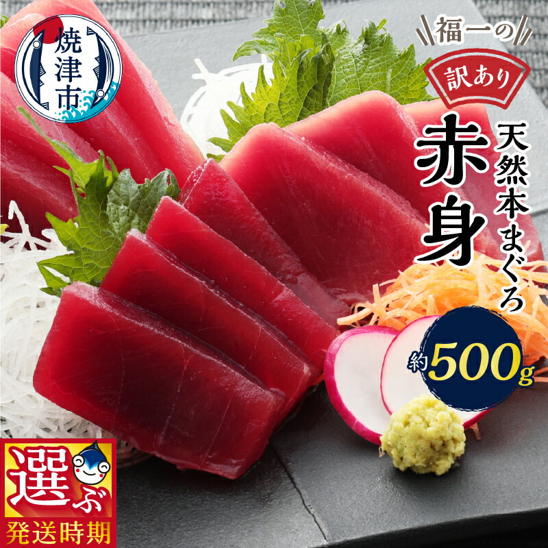 【お届け時期が選べる】 訳あり まぐろ 刺身 天然 本マグロ 魚 冷凍 焼津 赤身 約500g 天身 選べるお届け月 ご自宅用 a10-1077