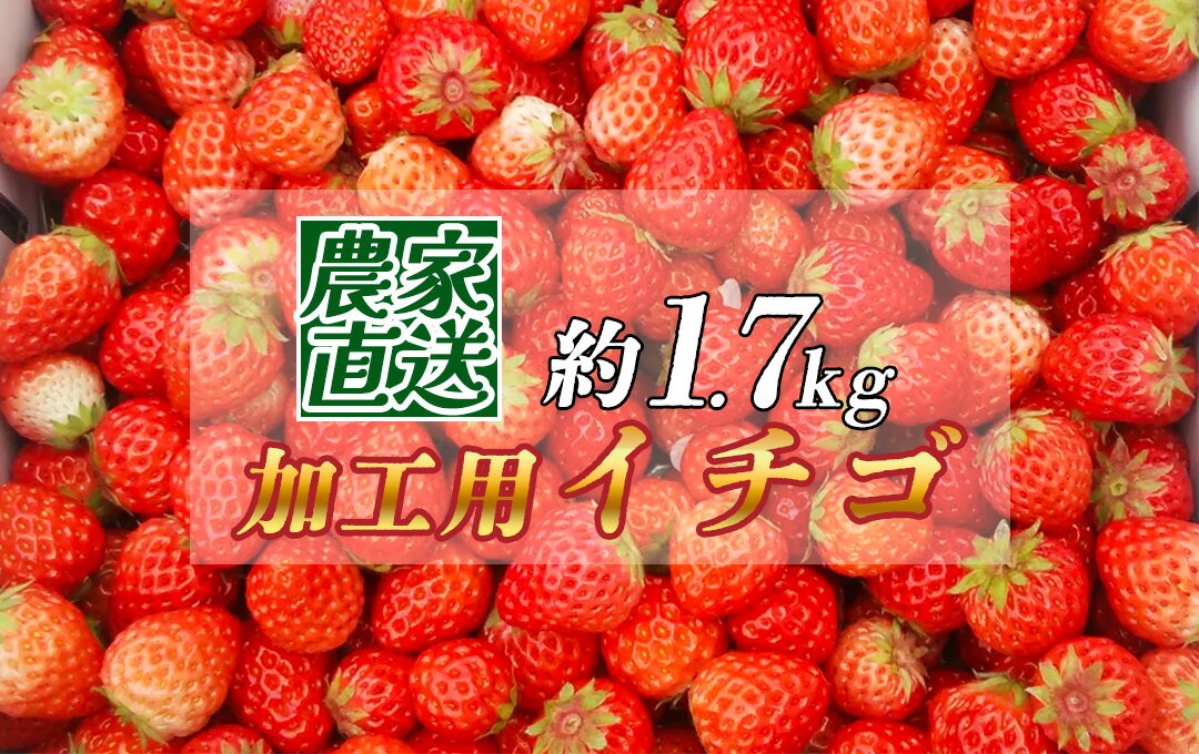 【予約受付】【2026年3月から5月発送予定】イチゴ 加工用イチゴ バラ詰め 1.7kg(6.5パック相当) 恋みのり かおり野 から厳選 訳あり 送料無料 イチゴ 加工用イチゴ バラ詰め 果物 フルーツいちご 苺 静岡 南伊豆