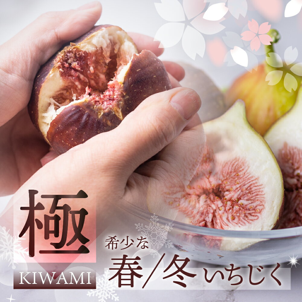 春冬の希少な いちじく 極 9-12玉 (春いちじく 4月~5月/冬いちじく 11月 )プレミアム完熟 大玉 フルーツ 【専用箱】入手困難 受賞農家 果物 無花果 イチジク くだもの いちぢく ランキング 贈答品 高級 産地直送 愛知県 田原市 渥美半島 人気 先行予約