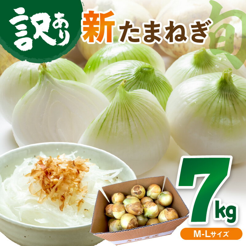 \2026年予約 新玉ねぎ/【訳あり】高評価★4.79 新たまねぎ 7kg 甘い 新鮮 国産 玉ねぎ 7キロ 30~40玉 ふるさと納税 たまねぎ 訳あり 訳有り わけあり 不揃い ふぞろい やさい 京野菜 新たま