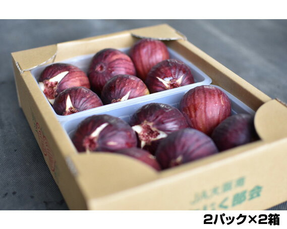 No.141 朝採りいちじく 約2kg / 無花果 イチジク 果実 朝採れ 送料無料 大阪府