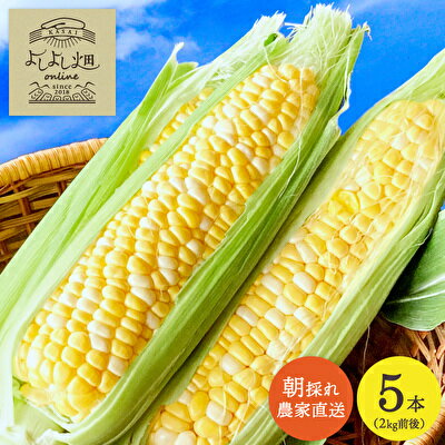 朝どれとうもろこし 5本~20本 約2~8kg前後 冷蔵 クール便 とうもろこし 季節の野菜 旬の野菜 新鮮 トウモロコシ 農家直送 夏野菜 野菜 お届け:2026年6月下旬~2026年7月上旬