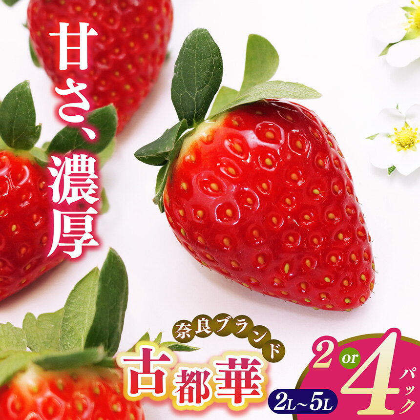 いちご 平群の古都華 2L~5Lサイズ (2~4パック 1~2ケース) 計2~4パック 辻本農園 | 先行予約 フルーツ 果物 くだもの ブランド 苺 古都華 甘い 大人気 12月 1月 2月 3月 発送 旬 送料無料 濃厚 お取り寄せ 産地直送 辻本農園 名産地 奈良県 平群 町