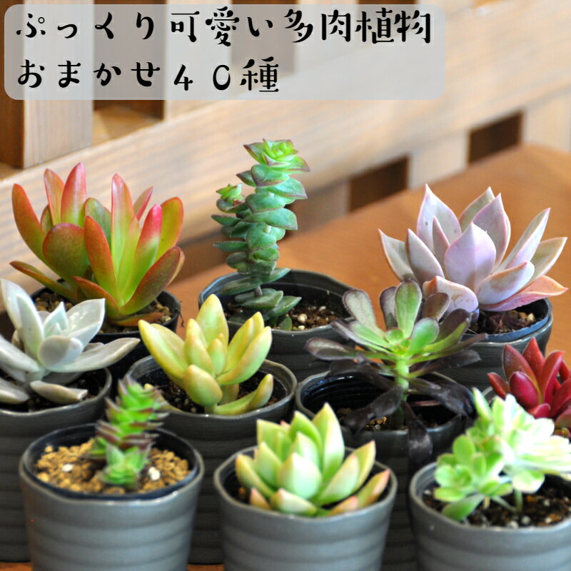おまかせ多肉植物詰め合わせ(40種)(A161-1)