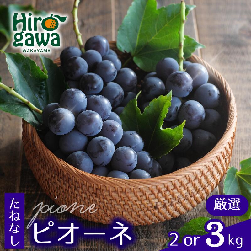 ピオーネ たねなし 厳選 / ぶどう 種無し 甘い 高級 和歌山 2kg 3kg ※2026年8月中旬~2026年9月中旬に順次発送 ※北海道・沖縄・離島への配送不可 //hokaf