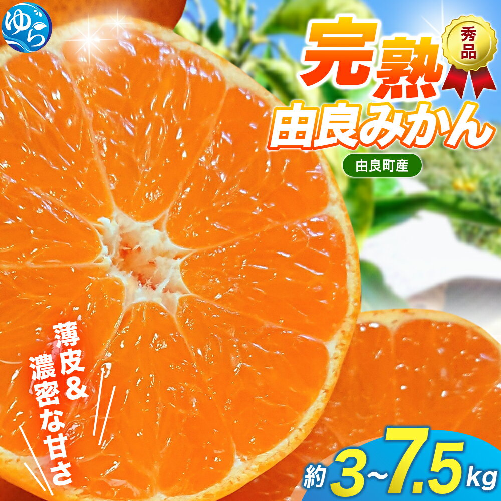 \評価★5/ みかん 秀品 完熟 「由良みかん」 / 温州 和歌山 甘い 高級 贈答 3kg 5kg 7.5kg ※2025年11月下旬頃から順次発送予定(お届け日指定不可)