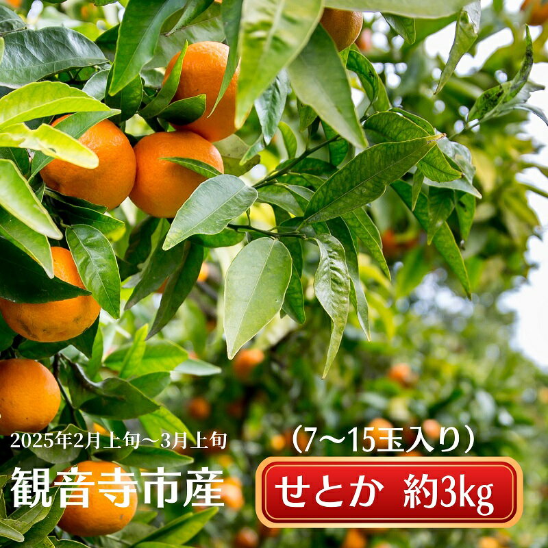 《とろける美味》 せとか 約3kg 甘い みかん ( お取り寄せ おすすめ 美味しい せとかみかん せとかふるさと納税 季節限定 柑橘 蜜柑 かんきつ フルーツ 青果 果物 くだもの 贈り物 特産品 ) 香川県観音寺市  お届け:2026年2月上旬~3月上旬