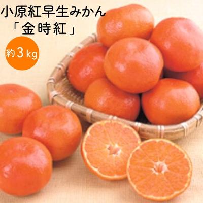 小原紅早生みかん「金時紅」約3kg ミカン 柑橘 糖度11度 甘い 果物類 柑橘類 フルーツ 蜜柑 くだもの  お届け:2025年11月下旬~12月下旬