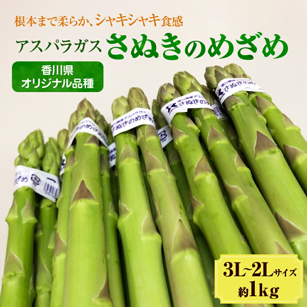 アスパラガス【さぬきのめざめ】3L・2Lサイズ1kg 野菜 夏野菜  お届け:2026年3月10日~7月20日