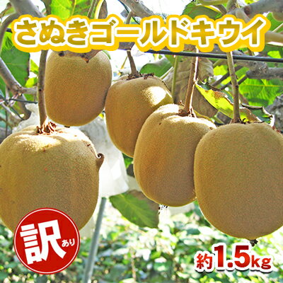 訳あり さぬきゴールド 1.5kg 香川県産 キウイ キウイフルーツ ゴールドキウイ ゴールデンキウイ フルーツ 果物 くだもの 旬のフルーツ 旬の果物 香川 香川県 東かがわ市 お届け:10月中旬~12月31日