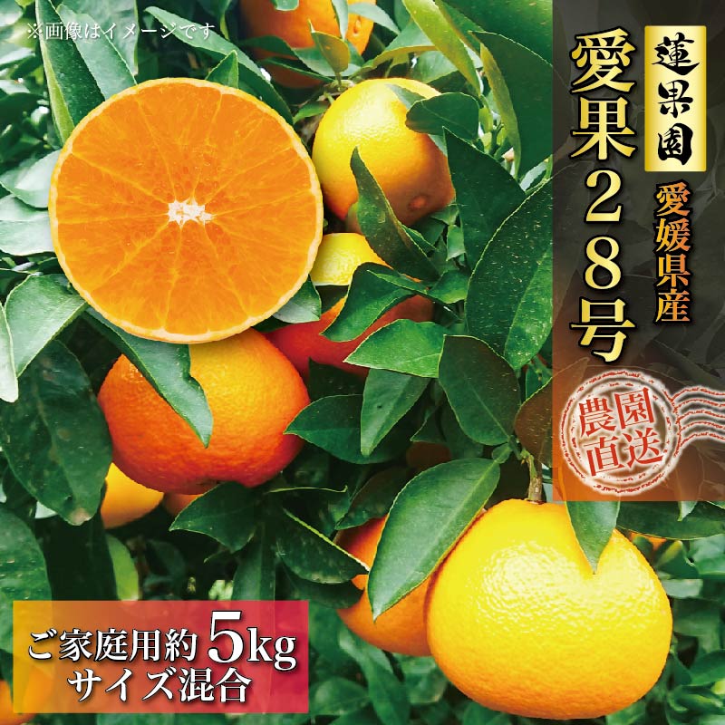 【先行予約】 あいか 訳あり ご家庭用 5kg 愛果28号 【11月下旬から発送】 | あいか 紅まどんな 紅マドンナ と 同品種 愛媛みかん みかん ミカン mikan お取り寄せ 産地直送 数量限定 人気 おすすめ 愛媛県 松山市 蓮果園