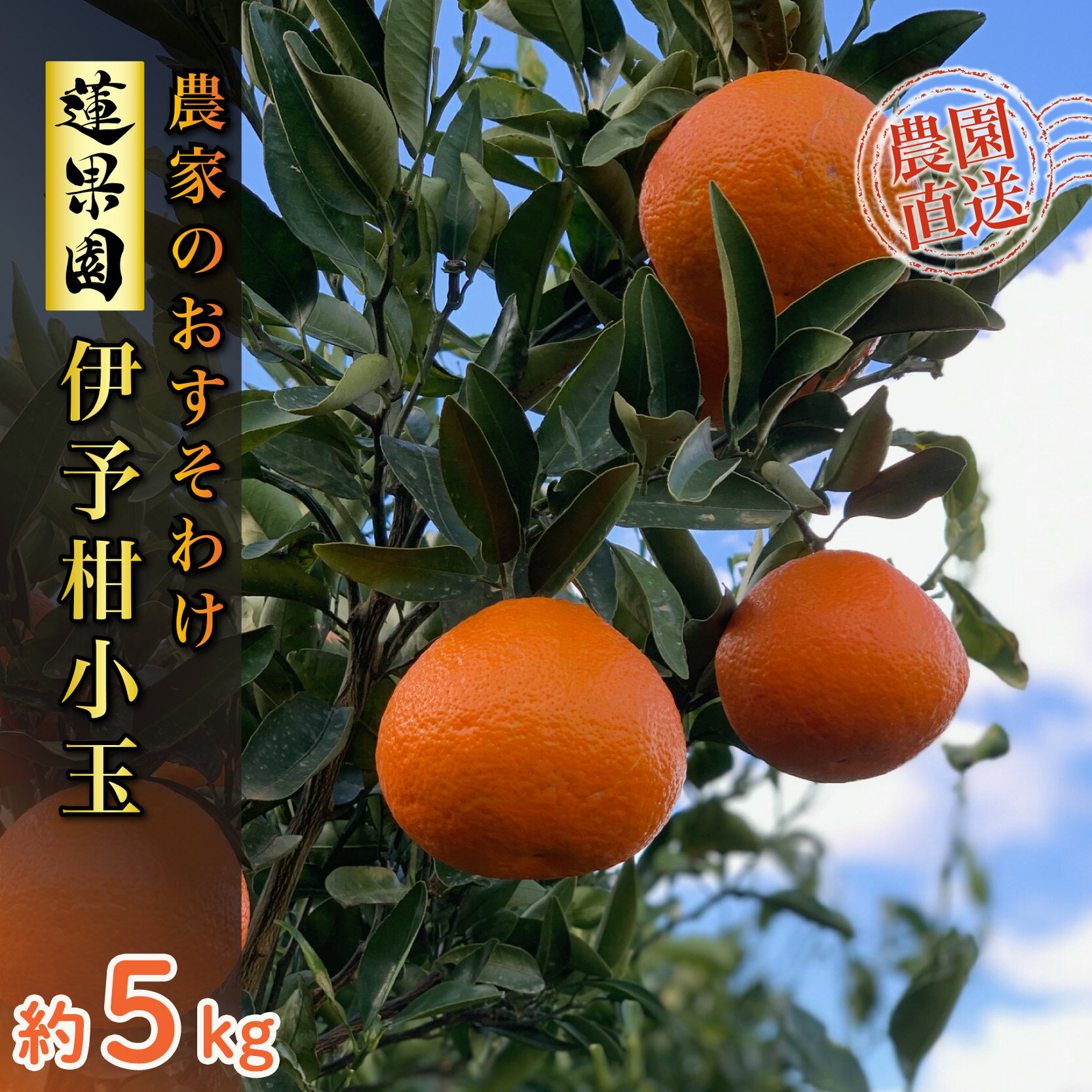 【先行予約】 【2026年1月から発送予定】 宮内伊予柑 家庭用 小玉 5kg サイズ混合 柑橘 みかん 果物 くだもの フルーツ おすすめ 人気 お取り寄せ グルメ ギフト 期間限定 数量限定 ご当地 愛媛県 松山市