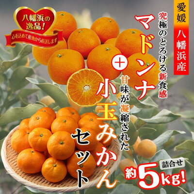 2025年11月発送開始 ぷるぷる新食感!「マドンナ」+濃厚!「小玉みかん」約5kg【D39-32】_ みかん ミカン まどんな マドンナ フルーツ 果物 くだもの セット 食べ比べ 旬 甘い ジューシー 温州 愛媛 5kg 濃厚 【1252242】