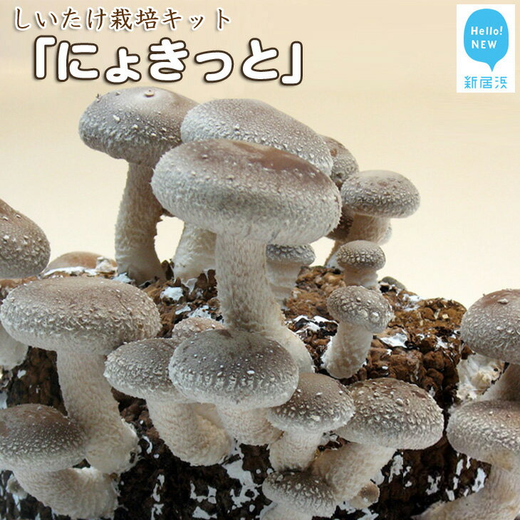 しいたけ栽培キット にょきっと