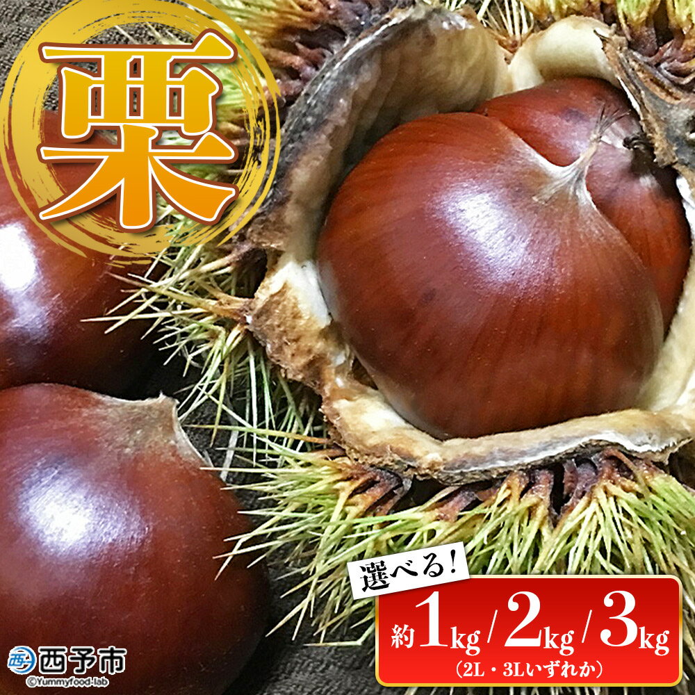 <栗 約1kg/2kg/3kg(2Lまたは3Lサイズ)愛媛県西予市産> 選べる 中生栗 完熟栗 和栗 クリ くり 果物 フルーツ マロン モンブラン 栗ご飯 栗きんとん 甘露煮 旬 特産品 国産 秋の味覚 宇都宮物産【冷蔵】『2025年9月上旬~10月中旬迄に順次出荷予定』