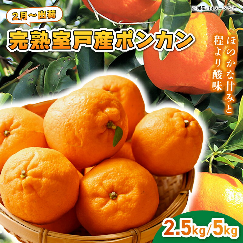 【 先行予約 ・ 2月発送】 ポンカン ぽんかん 高知県 室戸市産 2.5kg 5kg 柑橘 フルーツ 果物 ミカン みかん 送料無料 人気 おすすめ 甘い ジューシー ギフト 冬 旬 sa003