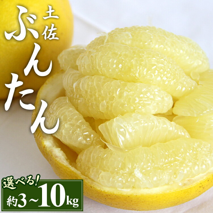 【先行予約】土佐文旦 (大玉 2L〜4Lサイズ)(選べる:約3kg/5kg/7kg/10kg) - 期間 数量限定 果物 くだもの フルーツ 柑橘類 ぶんたん ブンタン 分担 フレッシュ ジューシー 間城農園 ザボン ボンタン 冬ギフト 食べ方 特産品 贈答 高知県 香南市【常温】