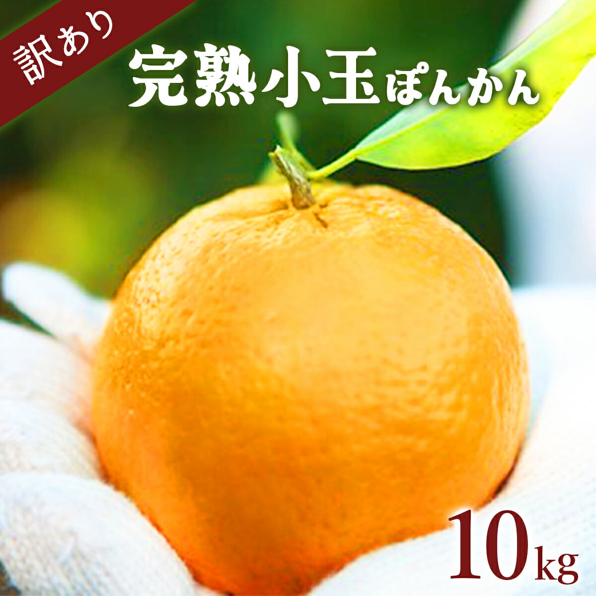 <先行予約>訳アリ完熟小玉ぽんかん 10kg 国産 東洋町産 訳あり 甘い コク ジューシー 蜜柑 ミカン 果肉 高知県 東洋町 四国 お取り寄せ フルーツ 果物 家庭用 自宅用 送料無料 産地直送 F-126