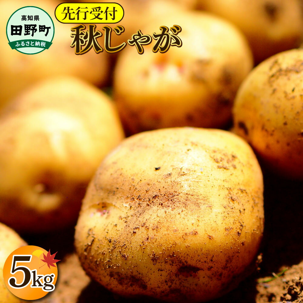 《令和7年11月中旬から順次発送》 〜四国一小さなまちのじゃがいも〜 高知県田野町の大野台地で採れた令和7年産『秋じゃが』 5kg! 高知県 田野町 大野台地 秋じゃが じゃがいも デジマ イモ ジャガイモ 芋 いも ポテト 秋 旬 野菜