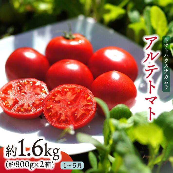 <アルテトマト 約1.6kg(20-35玉)> フルーツトマト 高知県 佐川町 トマトハウスナカムラ 野菜 贈答用 【常温】リピーター多数 高糖度 ギフト 栽培期間中化学農薬不使用  <2026年1月~5月頃発送予定>