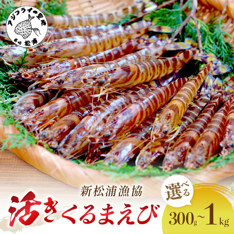 【 先行予約 】【宅配BOX不可】新松浦漁協 活きくるまえび 300g 500g 1kg お歳暮