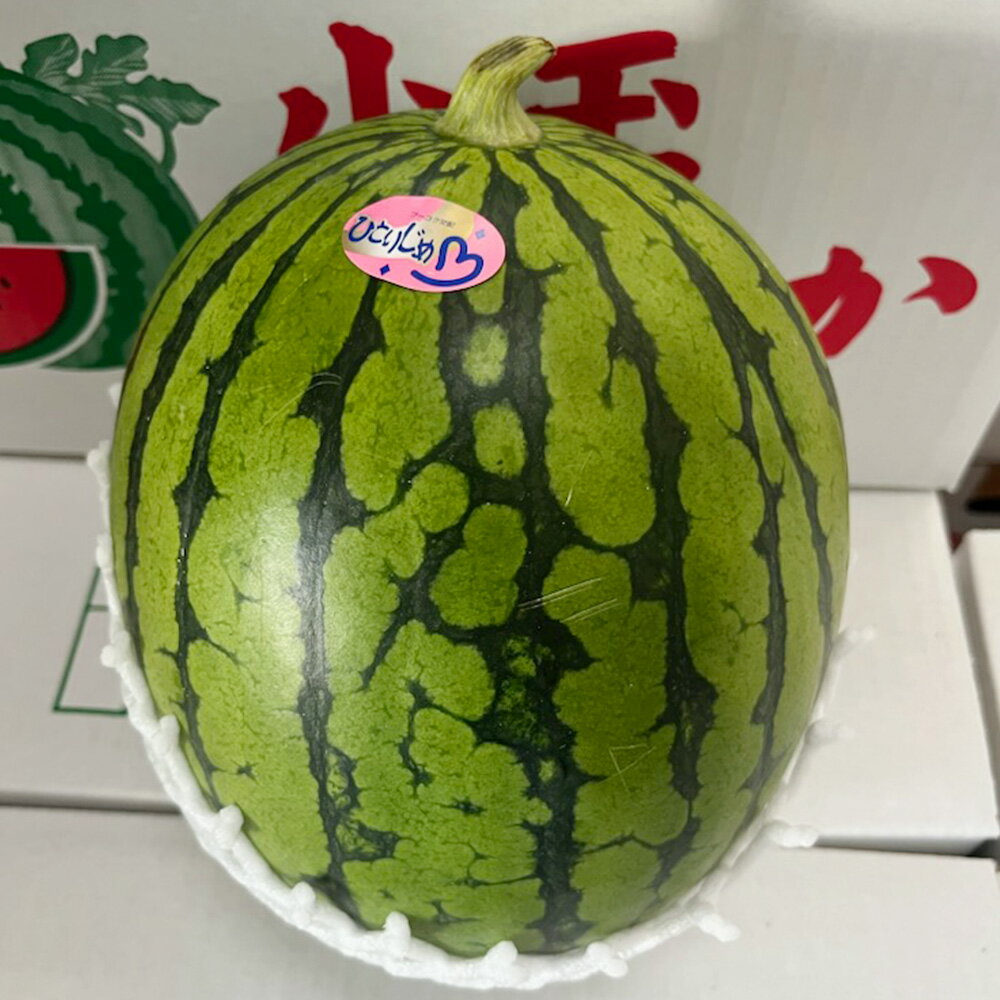 小玉 すいか 1玉入り 約1.5kg以上 西瓜 スイカ 小玉スイカ 果物 くだもの フルーツ おやつ 熊本市 熊本県産 国産 常温 先行予約 送料無料 【2026年5月上旬~7月上旬迄順次発送予定】