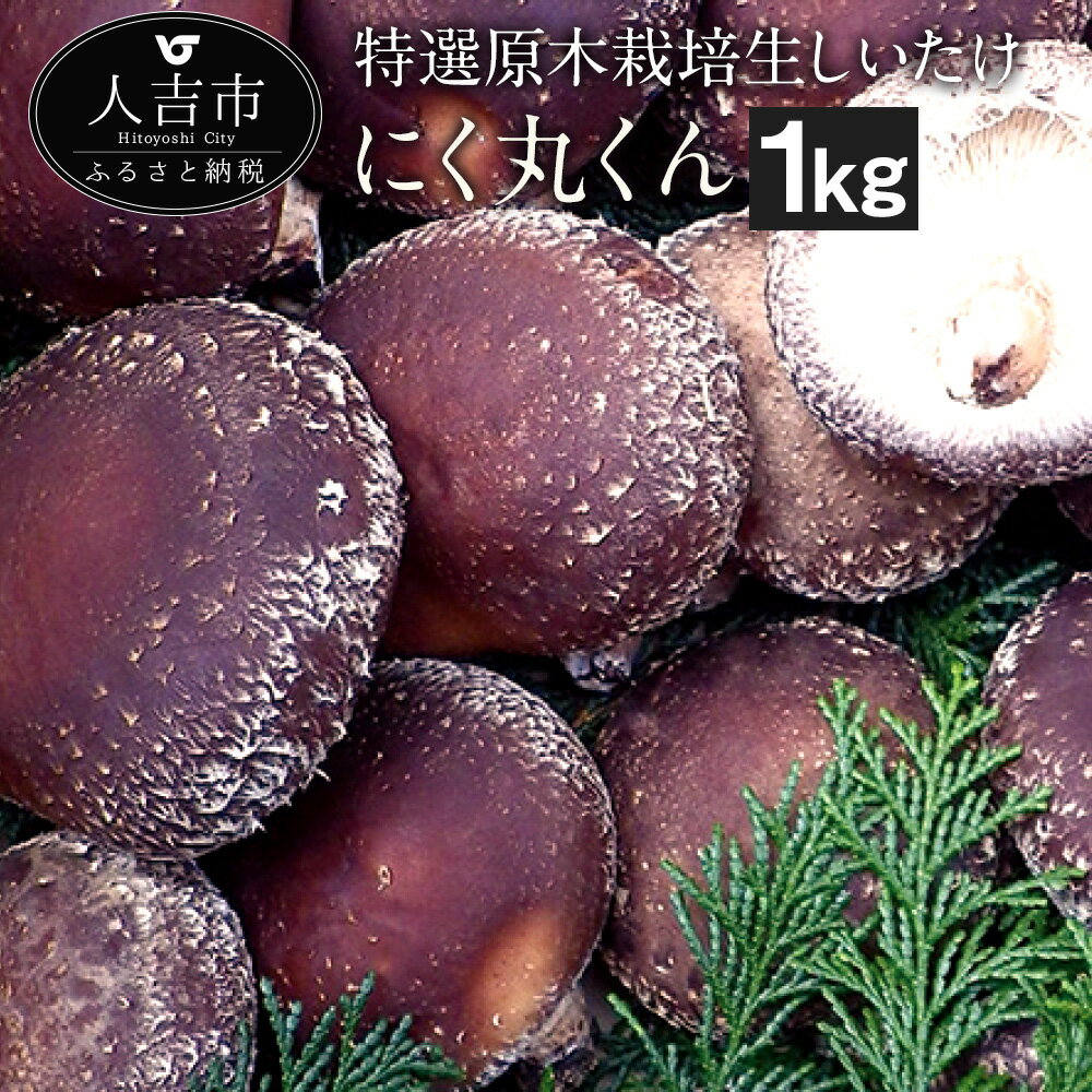 【先行受付】特選原木栽培生しいたけ にく丸くん 大サイズ 約1kg 12000円 1万2000円 生椎茸 しいたけ きのこ 熊本県人吉産 九州 冷蔵 送料無料【2025年10月下旬~2026年2月上旬に順次発送予定】