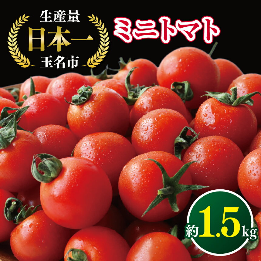 ミニトマト 生産量 日本一 玉名市 !! ミニトマト 約 1.5kg 野菜 トマト プチトマト 生産者直送 産地直送 熊本県 玉名市