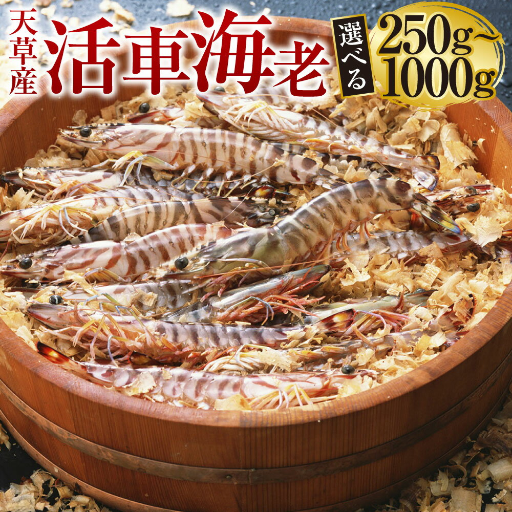 【発送期間2025年11月05日から2026年3月31日】【配送指定日必須】天草産 活車海老 選べる 250g~1000g 8~44尾 10000円 ~ 39000円 1万円 ~ 3万9000円 車海老 車エビ 海老 エビ えび 魚介 魚介類 活き海老 常温 九州産 九州 国産 上天草市 海鮮 送料無料