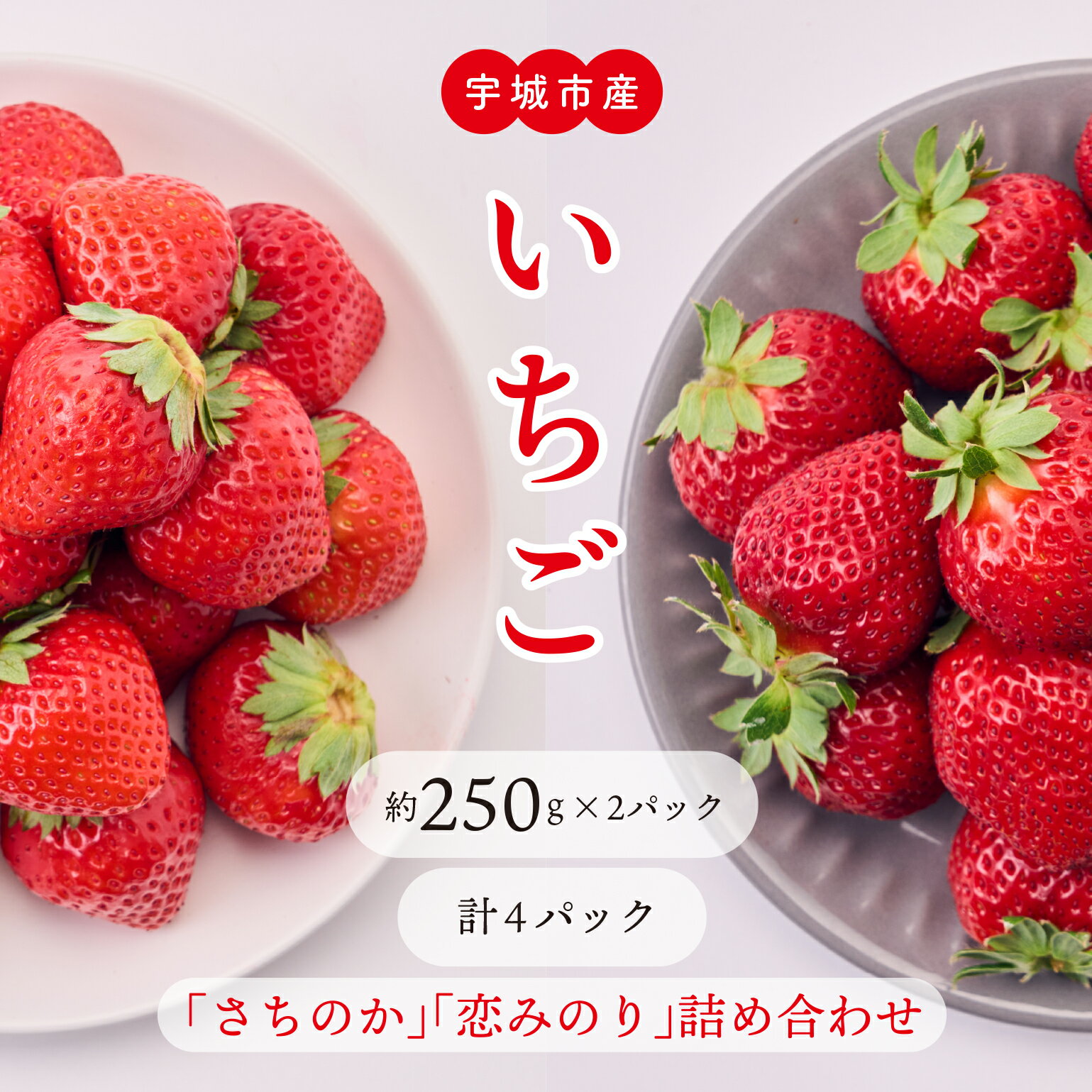 先行予約 いちご 「さちのか」「恋みのり」詰め合わせ 約1,000g 合計 4パック (各2パック) 【2026年1月上旬〜4月発送予定】わたなべいちご園 苺 九州産 熊本産 宇城市産 食べ比べ 冷蔵 わたなべいちご園