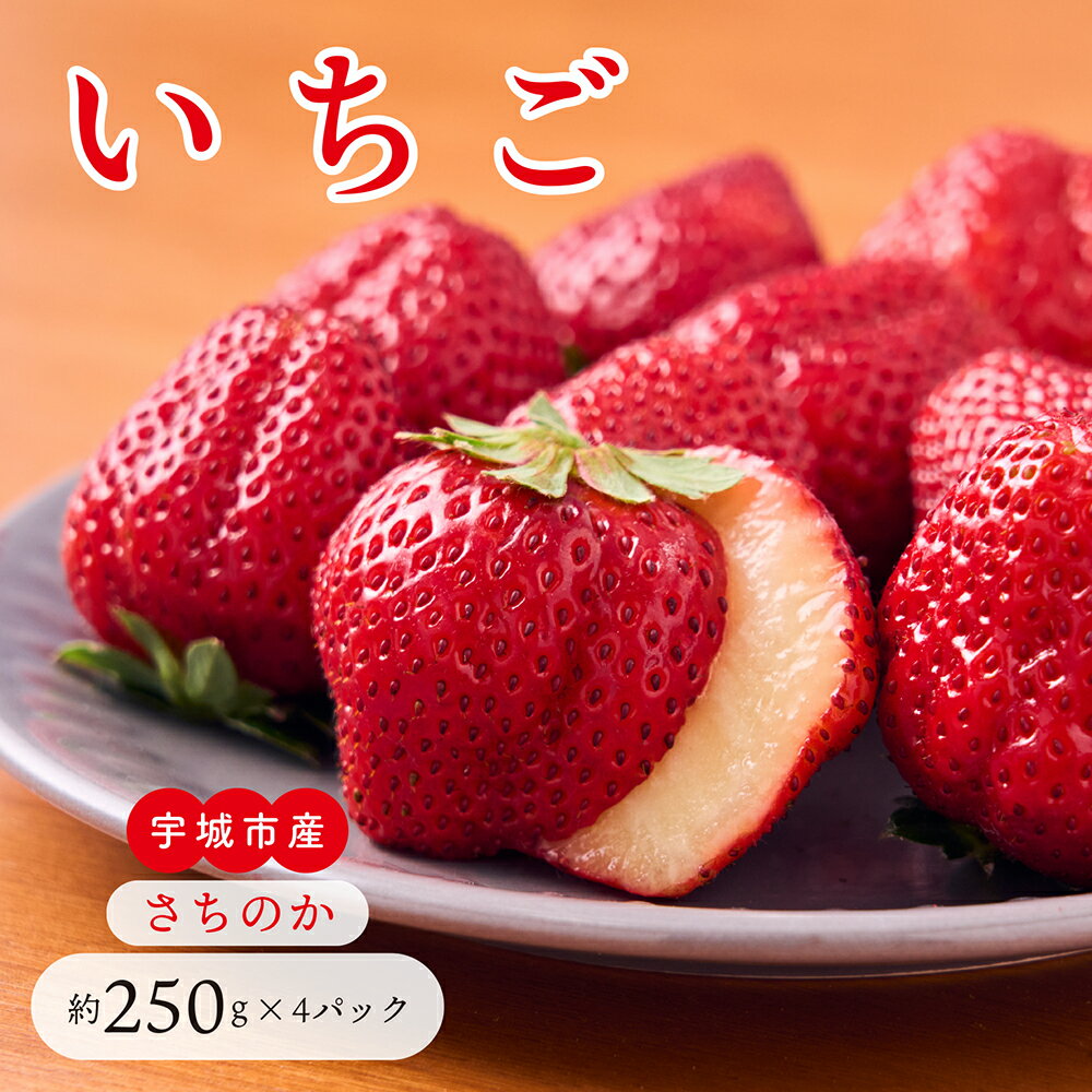 先行予約 いちご「さちのか」合計 約1,000g (約250g×4パック) 【2026年1月上旬〜4月発送予定】 苺 国産 九州産 熊本産 宇城市産 冷蔵 わたなべいちご園