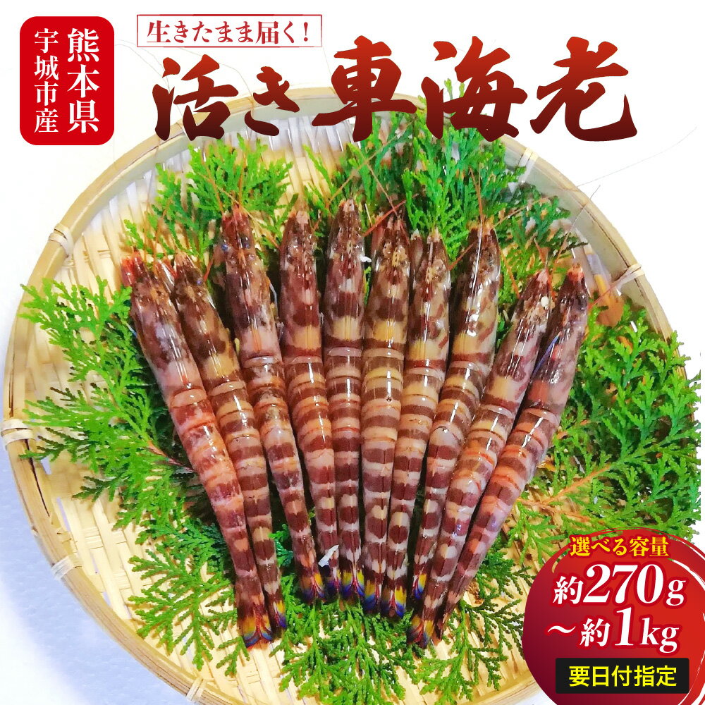 【配送日必須】【先行予約】熊本県産 活き車海老 約270g〜1kg (8〜45尾程度) 【発送期間11月14日から2月28日】 生きたまま 活き 車エビ 海老 えび エビ 海鮮 魚介類 新鮮 国産 九州産 熊本県産 送料無料 吉本水産
