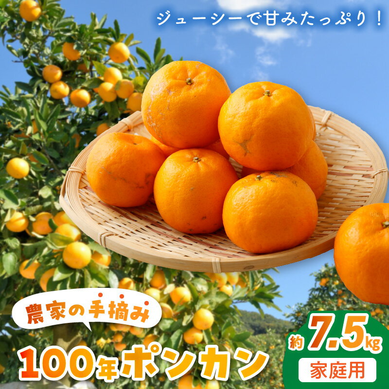ポンカン 約7.5kg 柑橘 100年ぽんかん 国産 手摘み 甘み 酸味 家庭用 果実 果肉 皮が剥きやすい お取り寄せ お取り寄せフルーツ 果物 フルーツ ジューシー 食べ物 常温 下浦ミカン振興会 九州 熊本県 天草市 予約受付 送料無料 先行予約