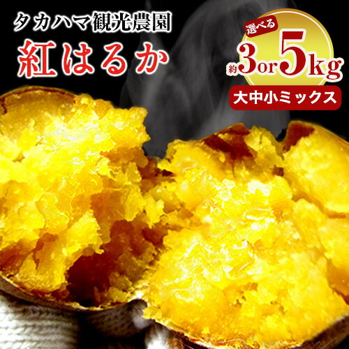 選べる 熊本県 大津町産 タカハマ観光農園 の 紅はるか 約 3 or 5kg 大中小ミックス《2026年1月上旬-6月末頃出荷》 さつまいも さつま芋 芋 スイートポテト 干し芋にも