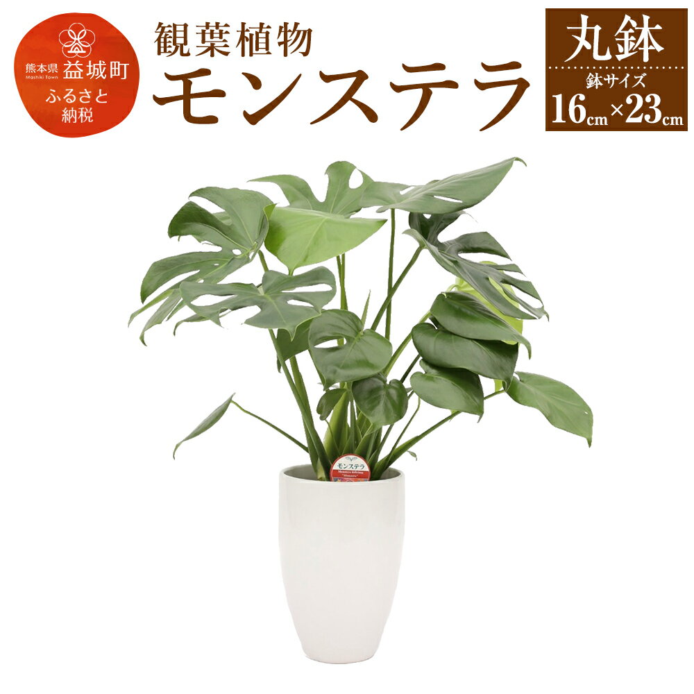 モンステラ 観葉植物 丸鉢 幅約16cm×高さ約23cm 植物 観葉植物 育てやすい 大きな葉っぱの観葉植物 室内 初心者 インテリア モダン おしゃれ ふるさと納税品 1万円 10,000円 10000円 ふるさと納税益城町 故郷納税 九州産 国産